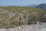 Cylindropuntia imbricata