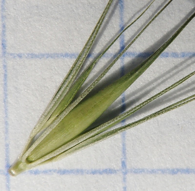 Image of Hordeum geniculatum specimen.