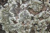 Lecanora muralis. Часть слоевища с апотециями. Средний Урал, Пермский край, Кунгурский р-н, правый берег р. Сылва, нижняя часть склона камня Ермак, на камне. 8 апреля 2018 г.