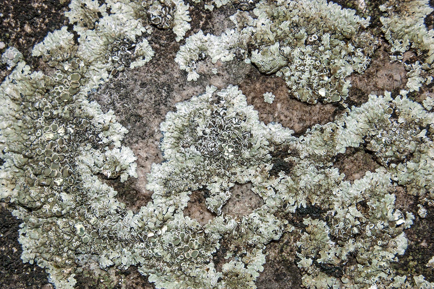 Изображение особи Lecanora muralis.