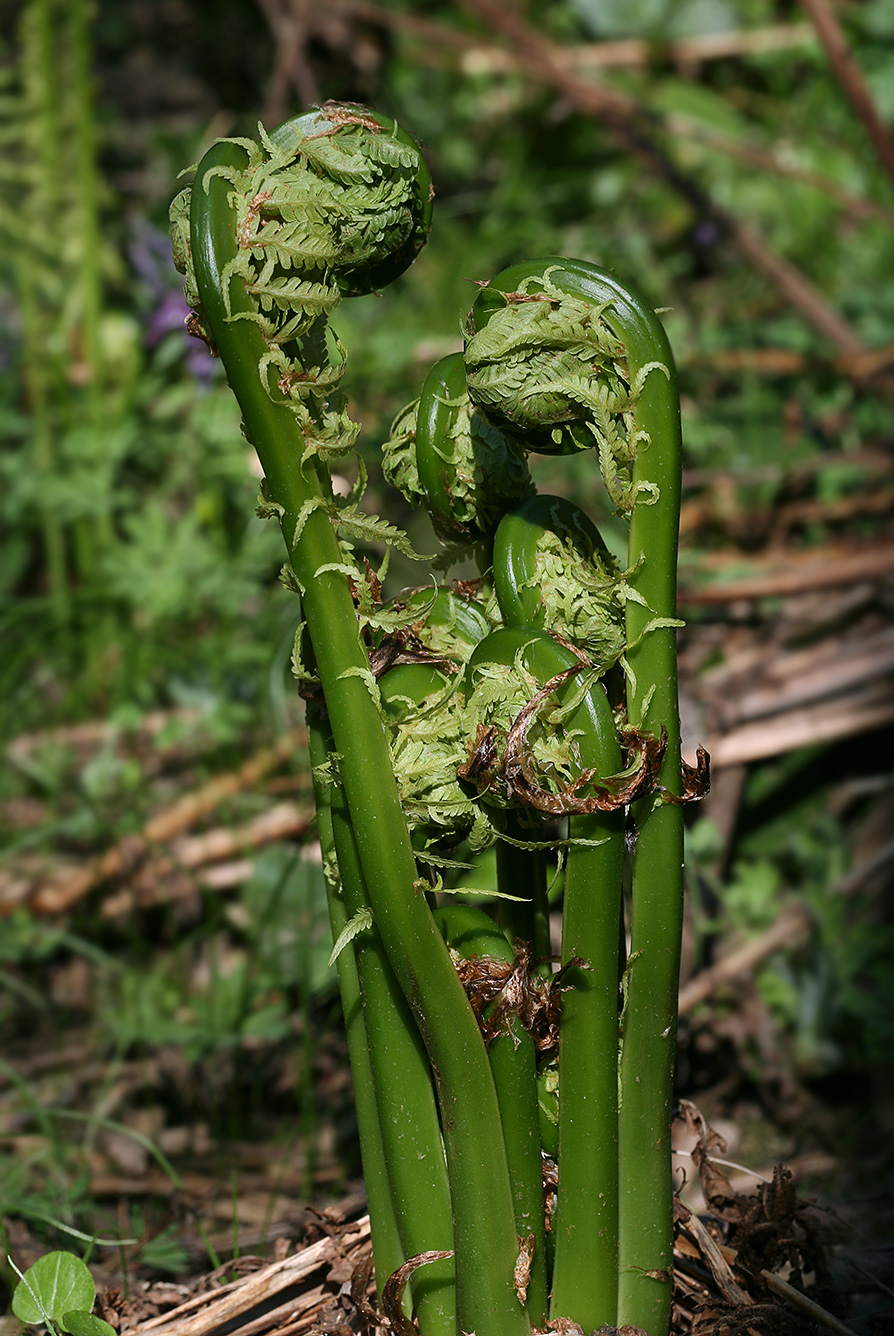 Image of Matteuccia struthiopteris specimen.