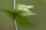 Melampyrum pratense