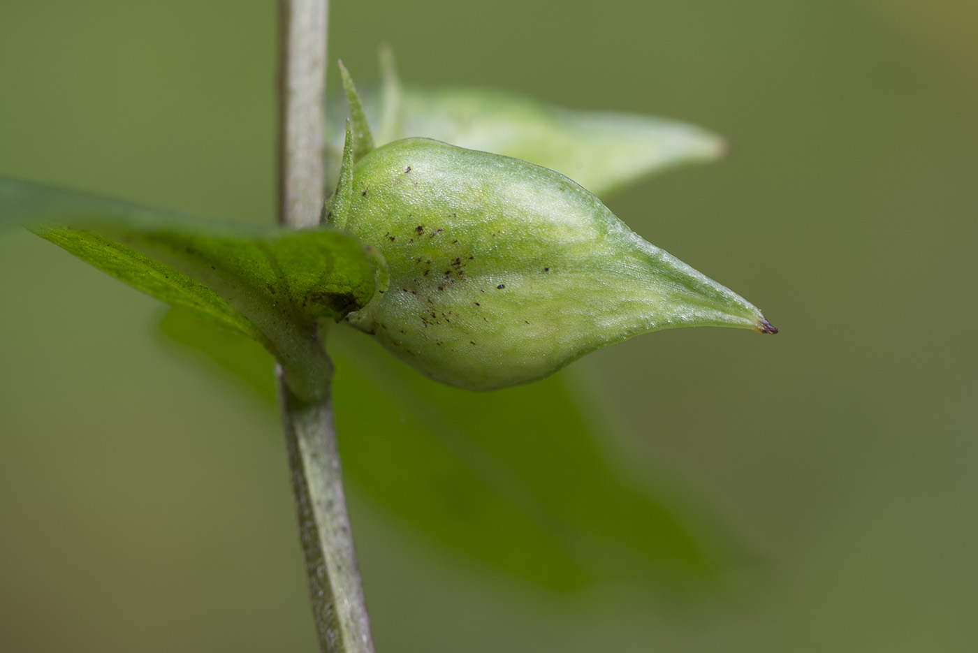 Image of Melampyrum pratense specimen.