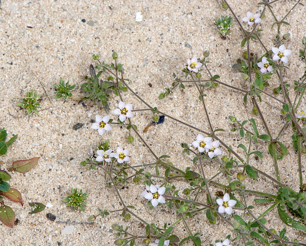 Image of Minuartia geniculata specimen.