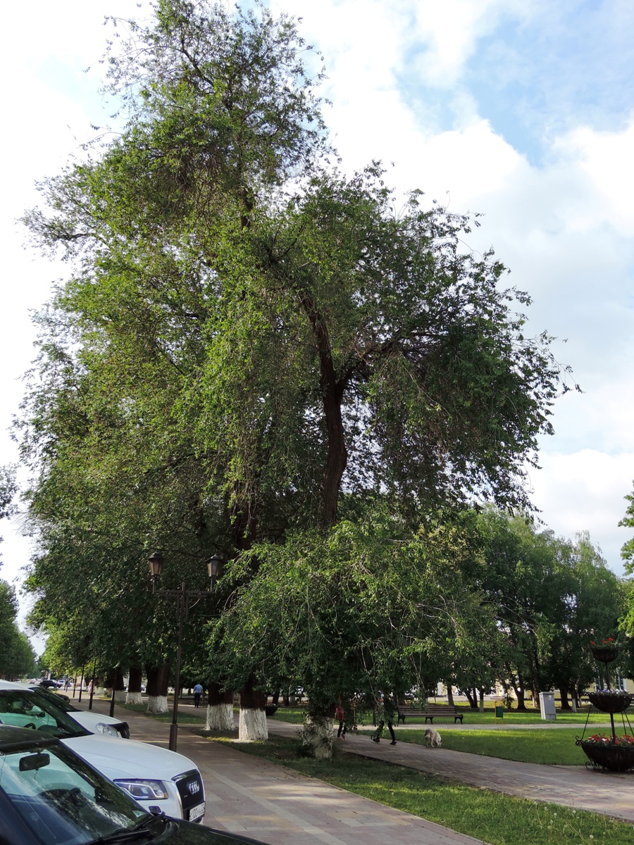 Image of Ulmus minor specimen.