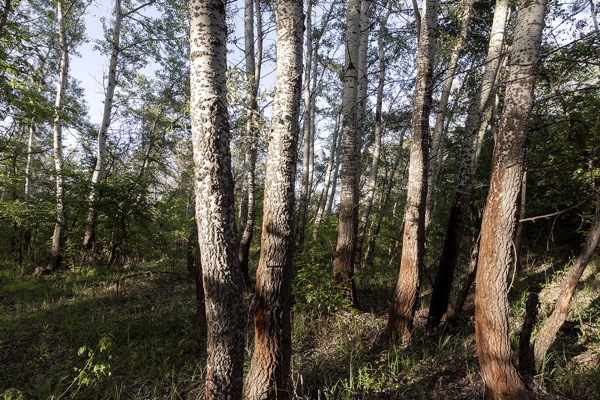 Image of Populus alba specimen.