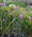 Allium caricifolium