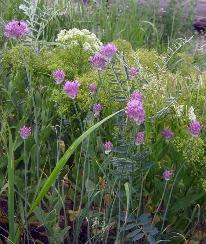 Image of Allium caricifolium specimen.