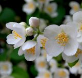 Philadelphus coronarius