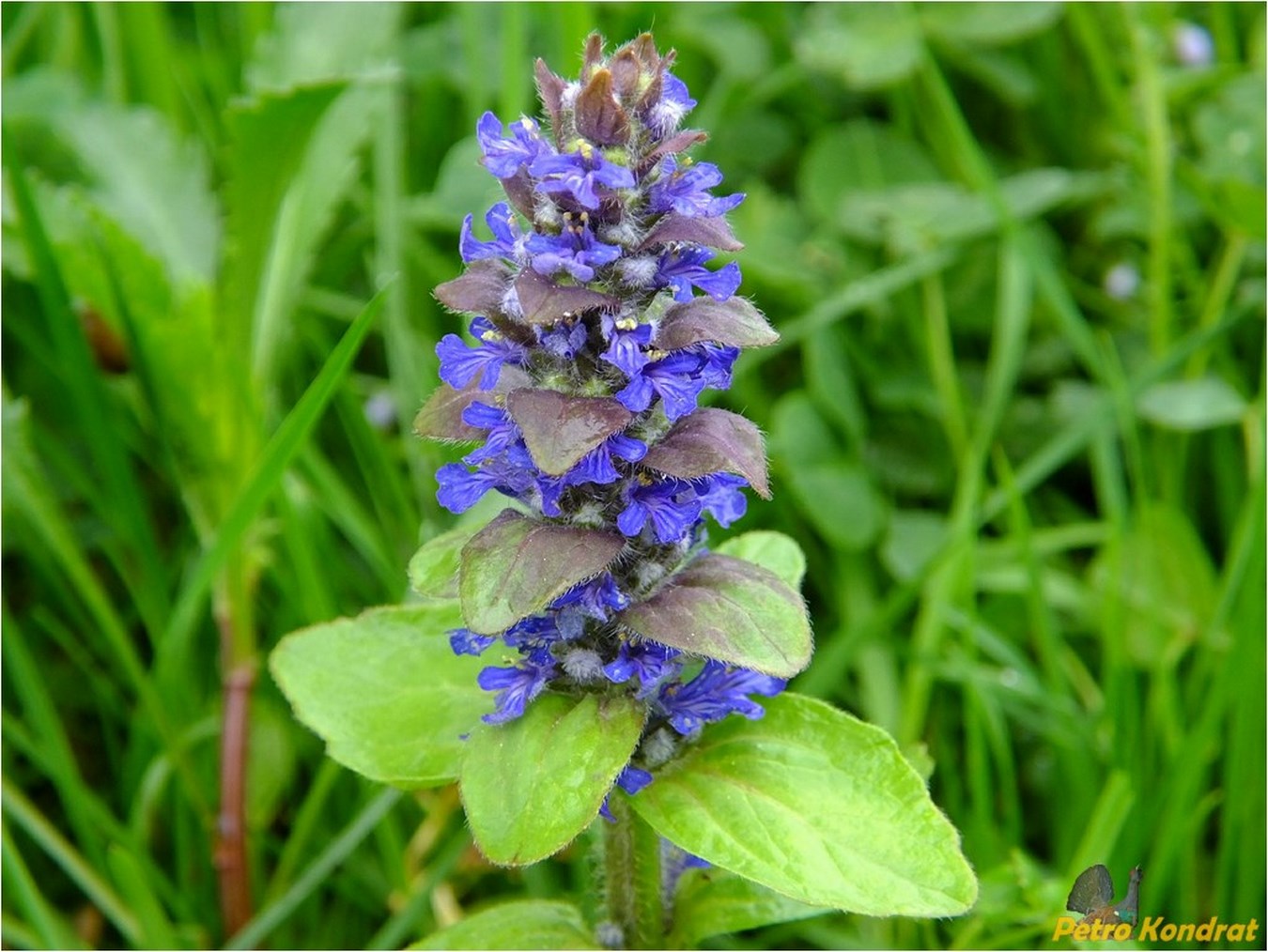 Image of Ajuga reptans specimen.