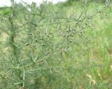 Asparagus verticillatus