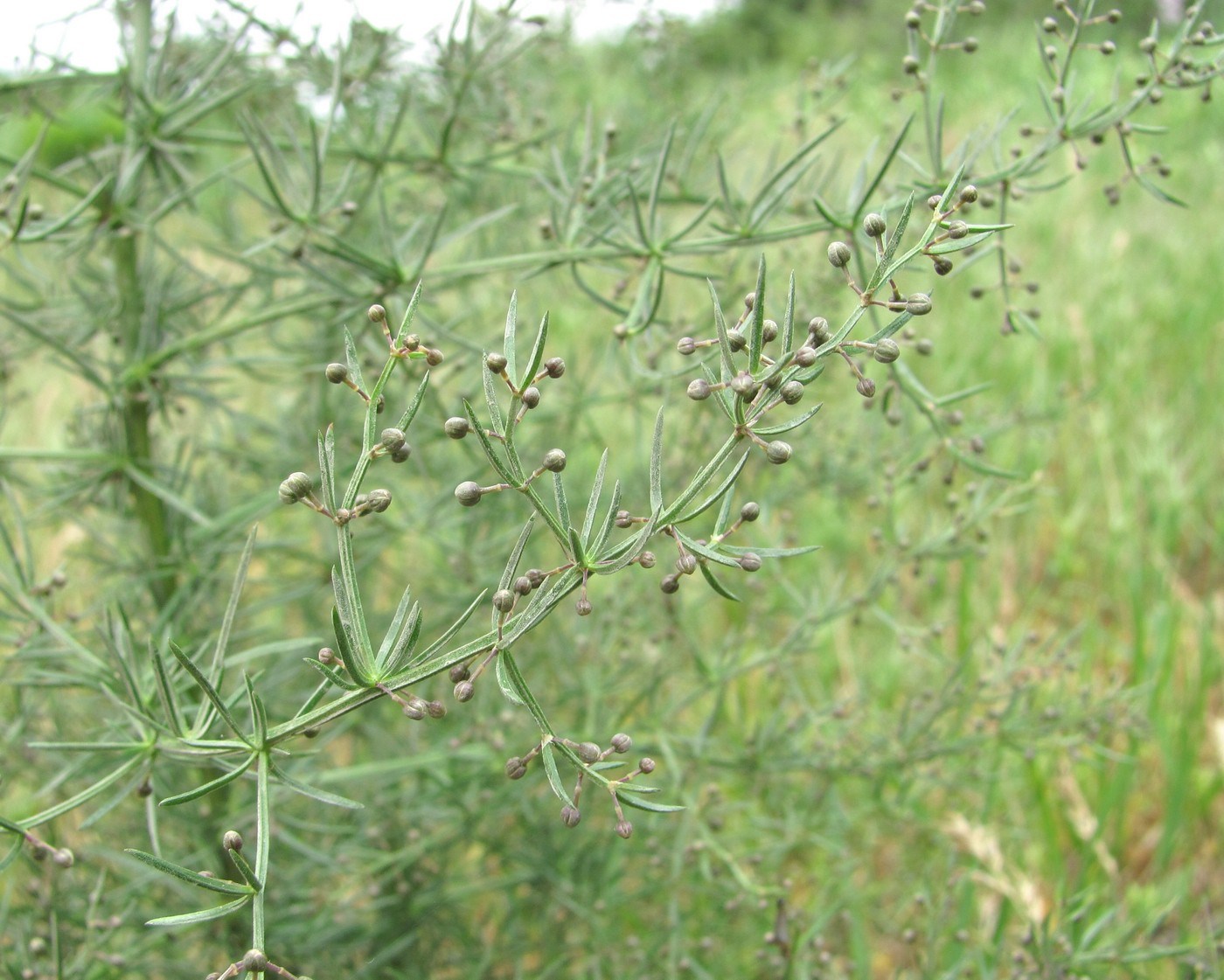 Изображение особи Asparagus verticillatus.