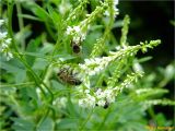 Melilotus albus. Верхушки соцветий с фуражирующими пчелами. Украина, Ивано-Франковская обл., Болеховский горсовет, Поляницкий сельсовет, Поляницкий региональный ландшафтный парк, урочище Князьке, опушка букового леса. 26.06.2018.