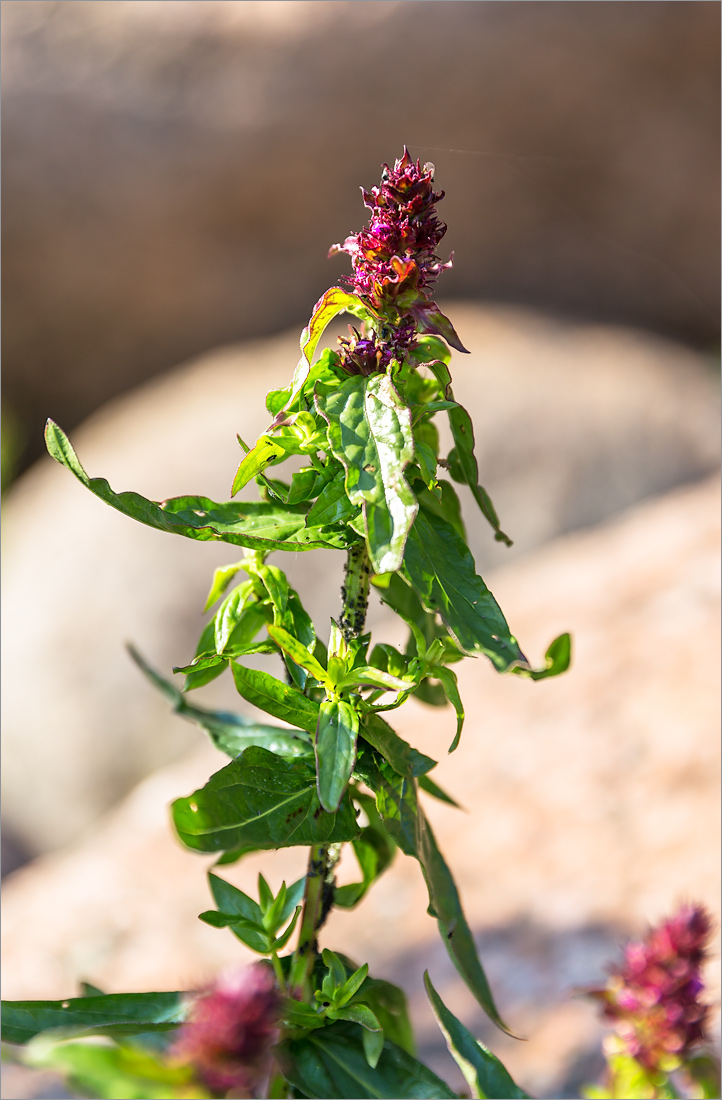 Image of Lythrum intermedium specimen.