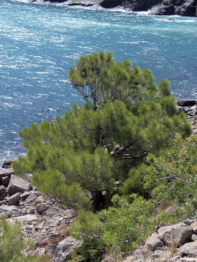 Image of Pinus pityusa specimen.