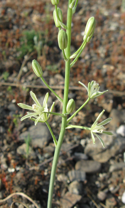 Image of Ornithogalum pyrenaicum specimen.