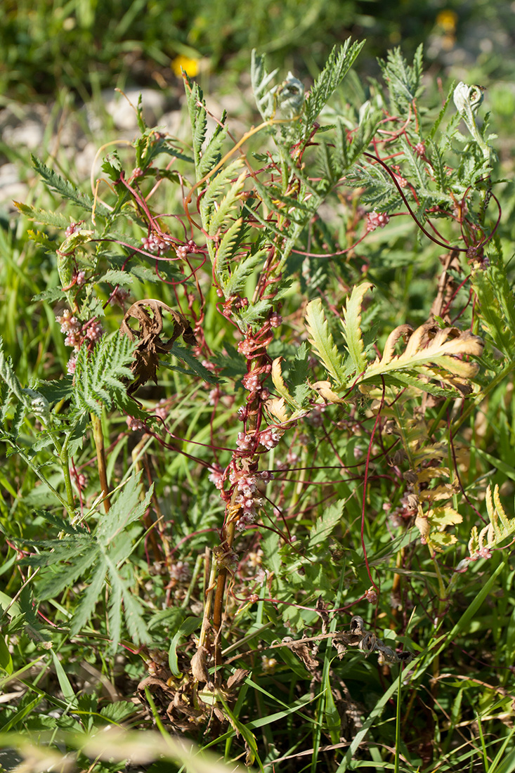 Изображение особи Cuscuta europaea.