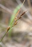 Carex arenaria. Общее соплодие. Ленинградская обл., Кингисеппский р-н, окр. дер. Урмизно близ охоторыболовной базы \"Динамо\", вырубка на месте сосняка на приморских песках, противопожарная канава. 09.09.2018.