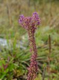 Veronica spicata подвид bashkiriensis. Верхушка доцветающего побега. Башкортостан, Учалинский р-н, Ильчигуловский сельсовет, окр. дер. Мулдашево, хр. Нурали, каменистый склон, ≈ 500 м н.у.м. 7 сентября 2018 г.