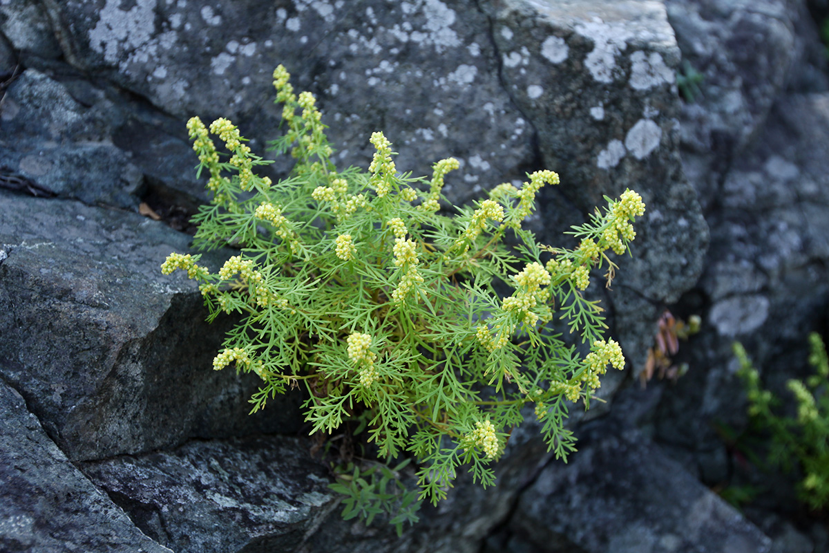 Image of Artemisia aurata specimen.