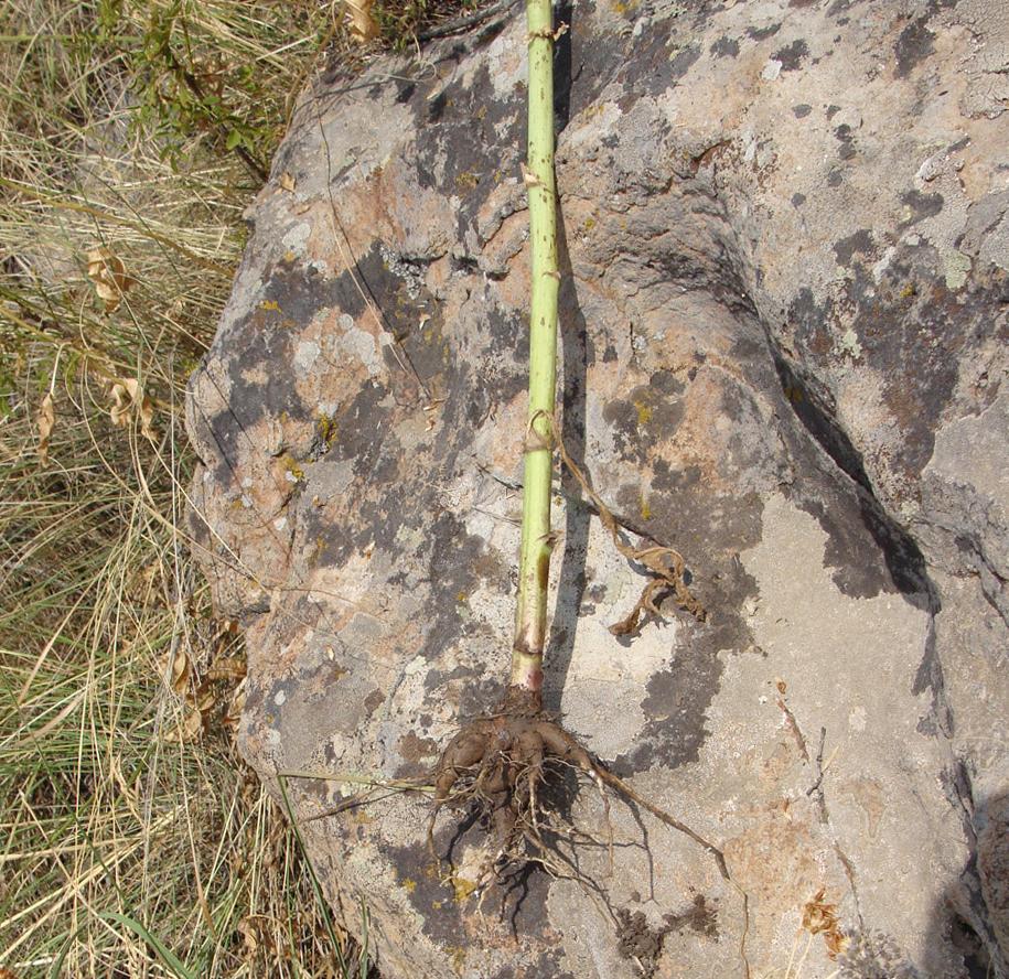 Image of Lactuca wilhelmsiana specimen.