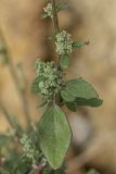 genus Chenopodium. Часть побега с соцветиями. Ростовская обл., Неклиновский р-н, окр. хут. Мержаново, каменистый берег. 16.09.2018.