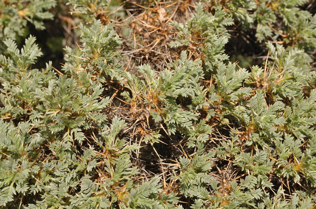 Image of genus Astracantha specimen.