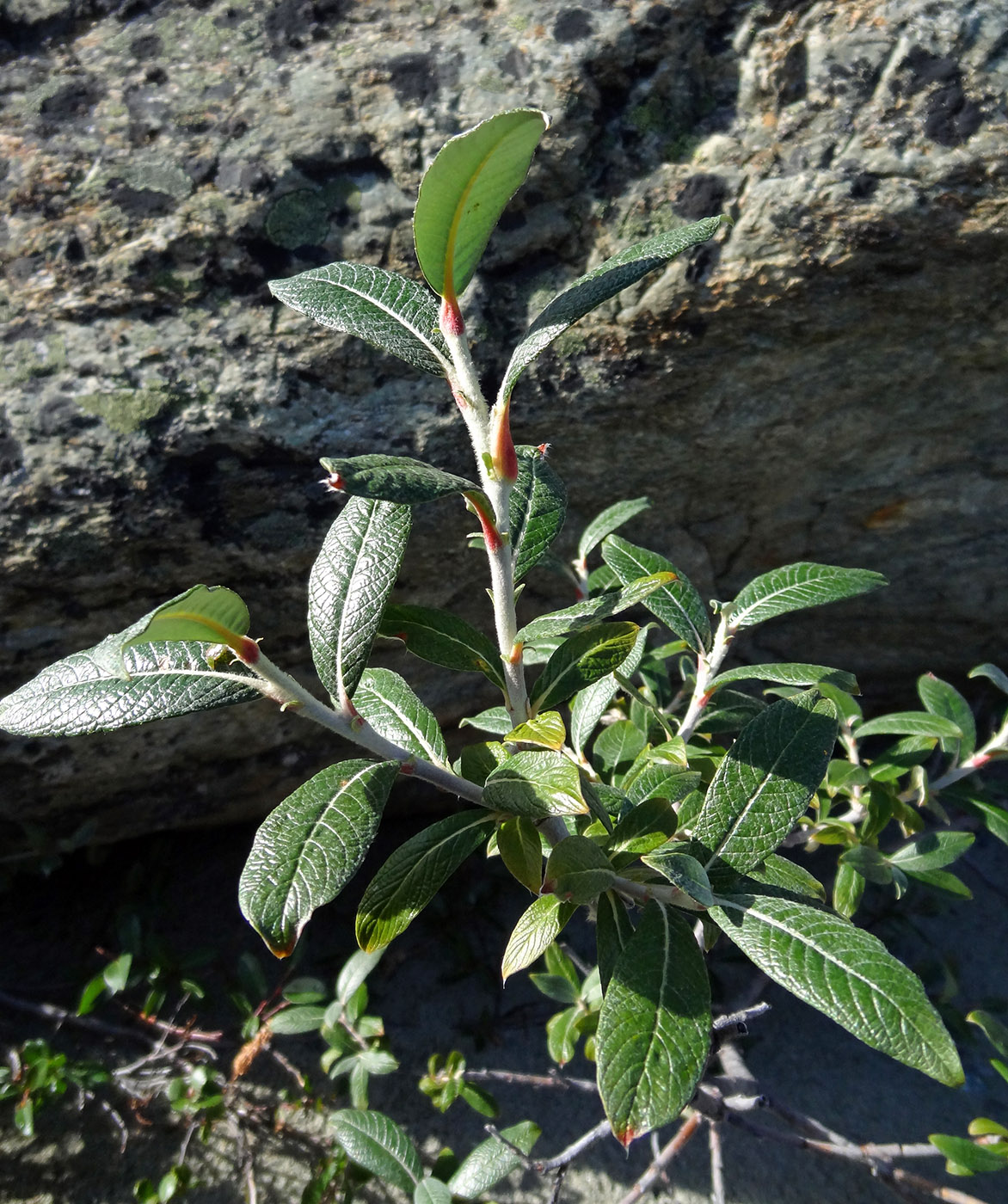 Image of Salix krylovii specimen.