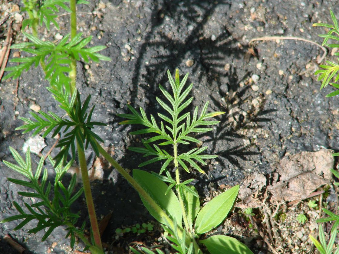 Изображение особи Potentilla tergemina.