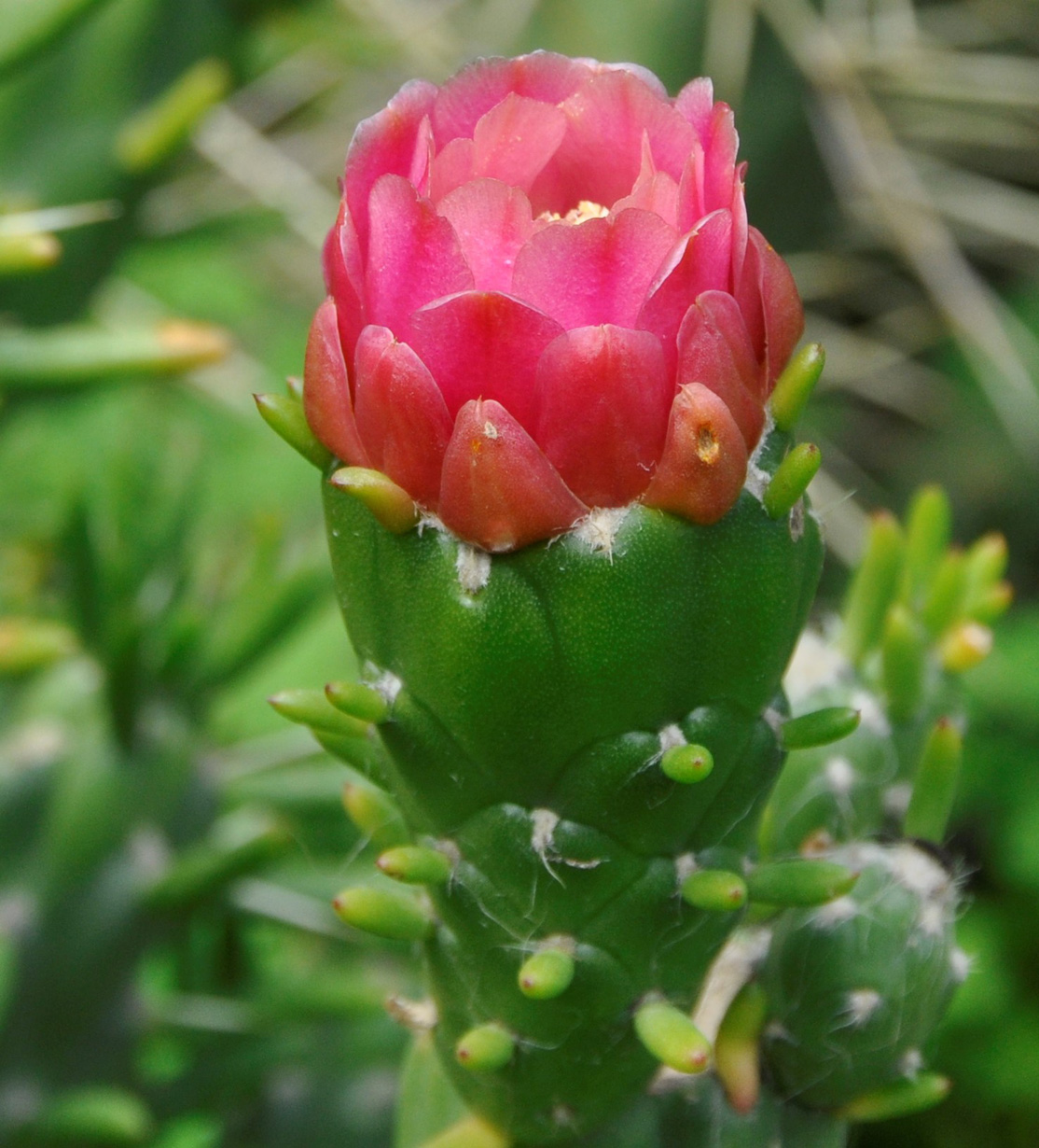 Image of genus Cylindropuntia specimen.