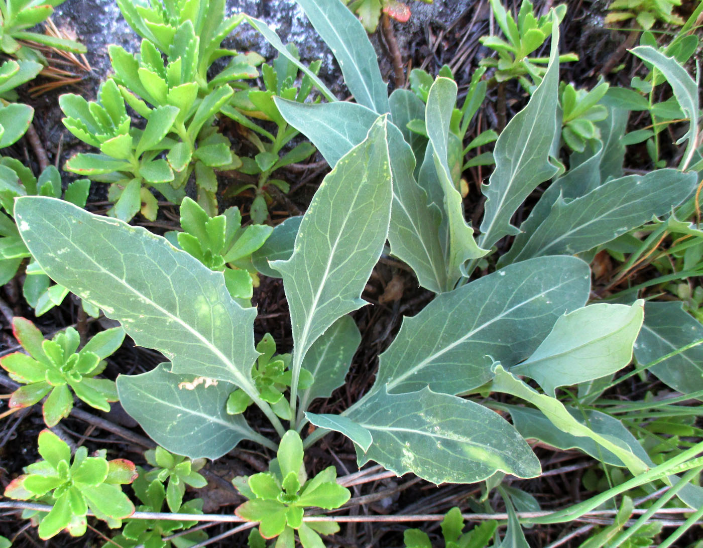 Image of Klasea marginata specimen.