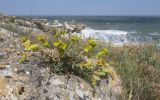 Euphorbia petrophila. Цветущее растение. Крым, Керченский п-ов, мыс Казантип, в расщелине скалы. 26.05.2018.