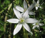 Ornithogalum umbellatum. Цветок. Санкт-Петербург, клумба. 18 июня 2010 г.