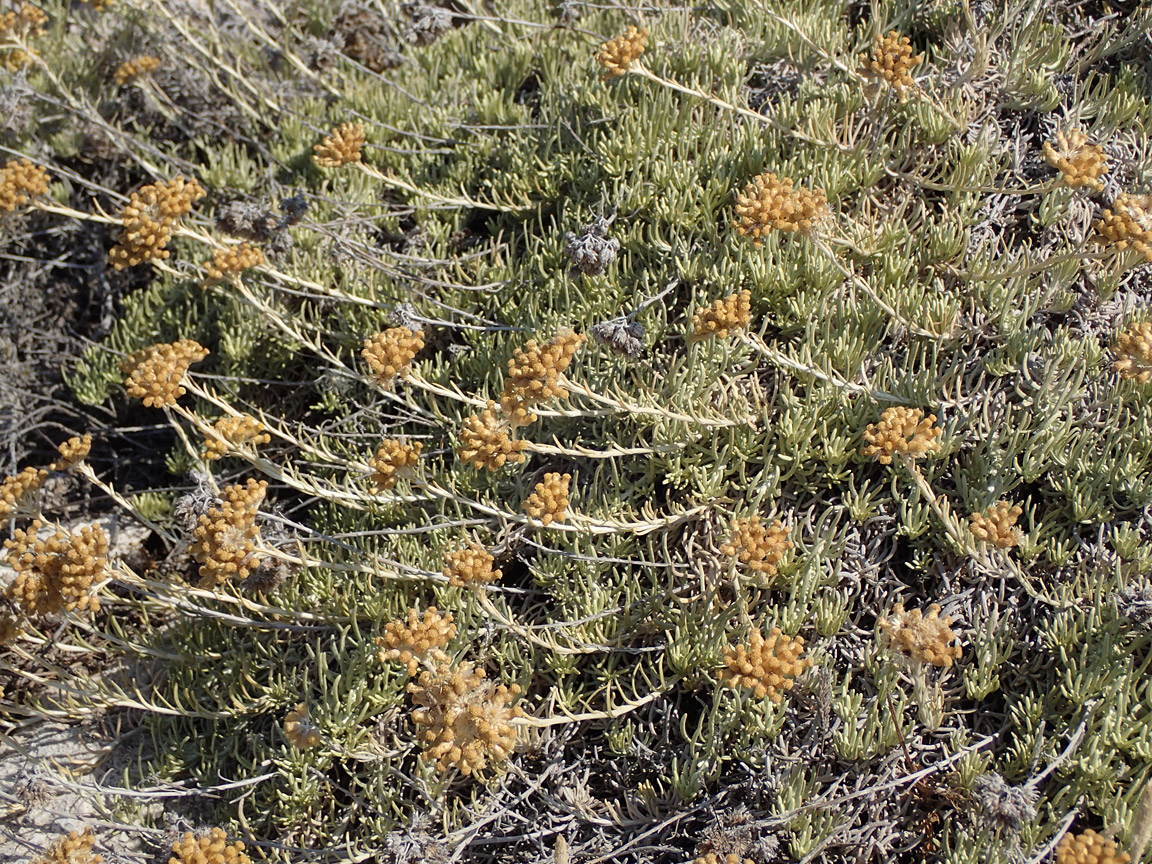 Image of genus Helichrysum specimen.