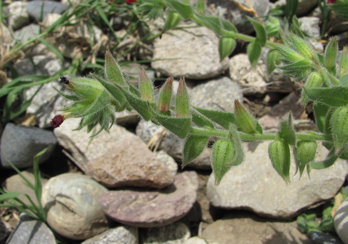 Image of Nonea caspica specimen.