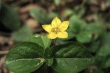 Lysimachia nemorum. Верхушка побега с цветком. Украина, Закарпатская обл., Раховский р-н, окр. с. Квасы, горный буковый лес. 29 июня 2010 г.