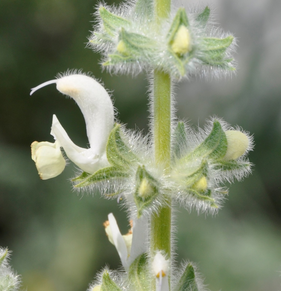 Изображение особи Salvia dominica.