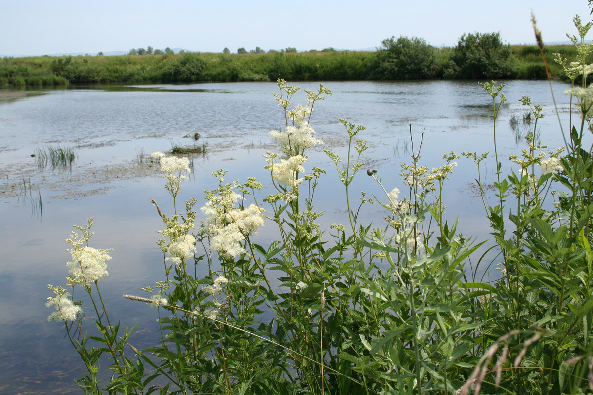 Изображение особи Filipendula ulmaria.