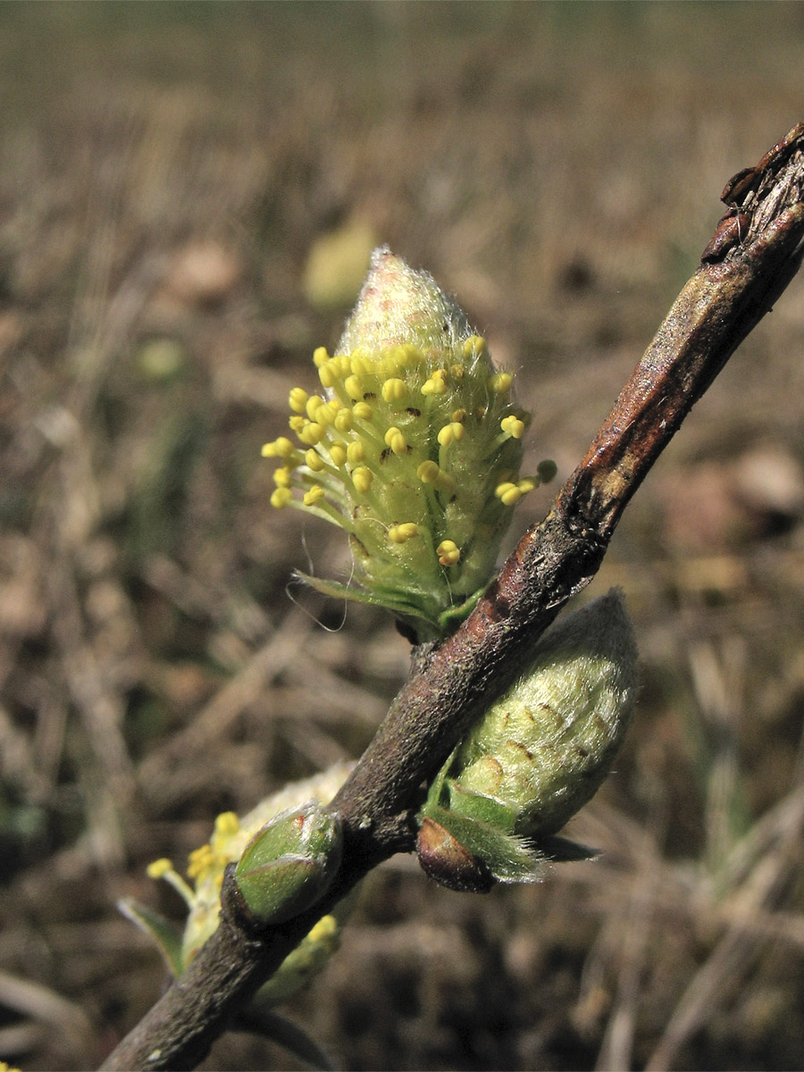 Image of Salix repens specimen.