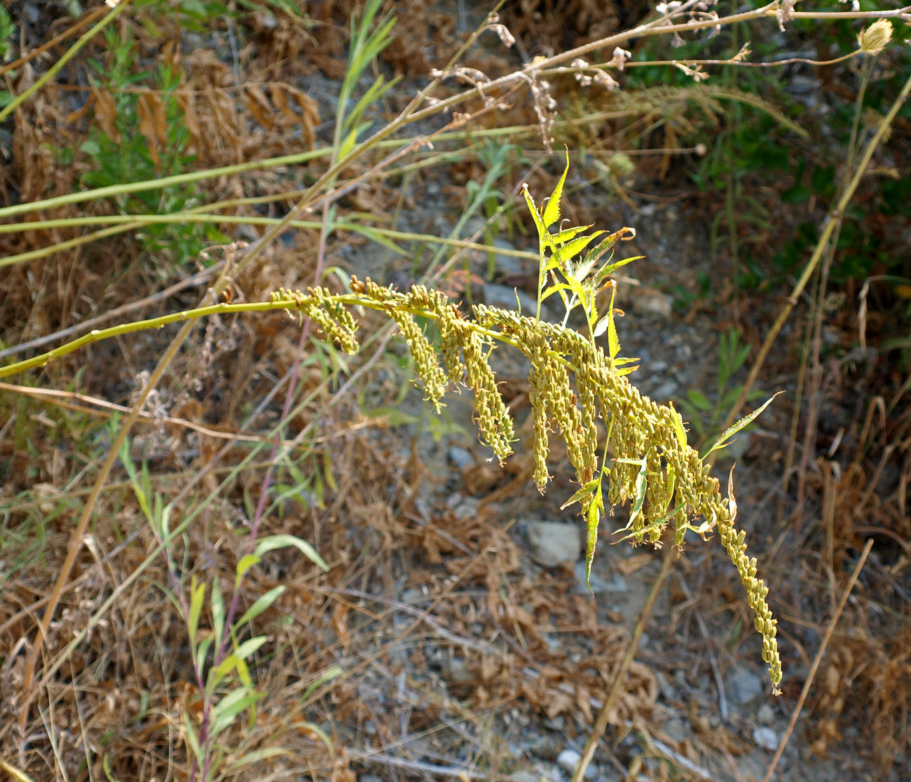 Image of Datisca cannabina specimen.