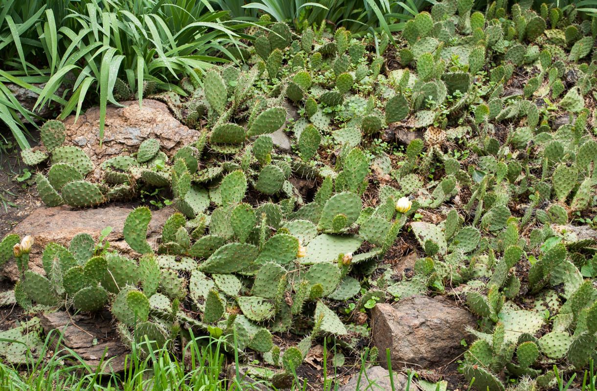 Image of genus Opuntia specimen.