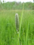 Alopecurus arundinaceus