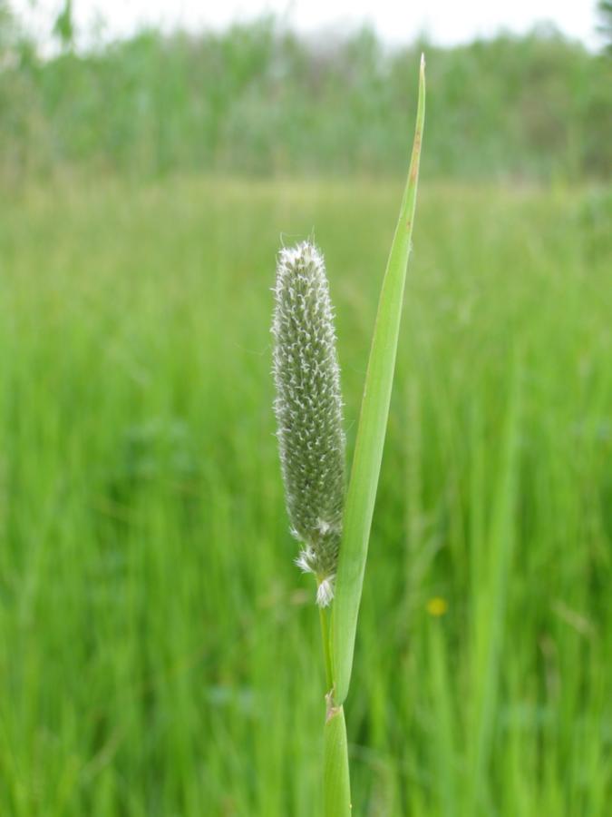 Image of Alopecurus arundinaceus specimen.