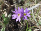 Primula algida. Цветки. Дагестан, Левашинский р-н, окр. с. Леваши, ок. 1400 м н.у.м., склон горы. 26.04.2019.