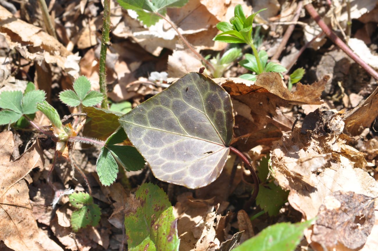 Изображение особи род Hedera.