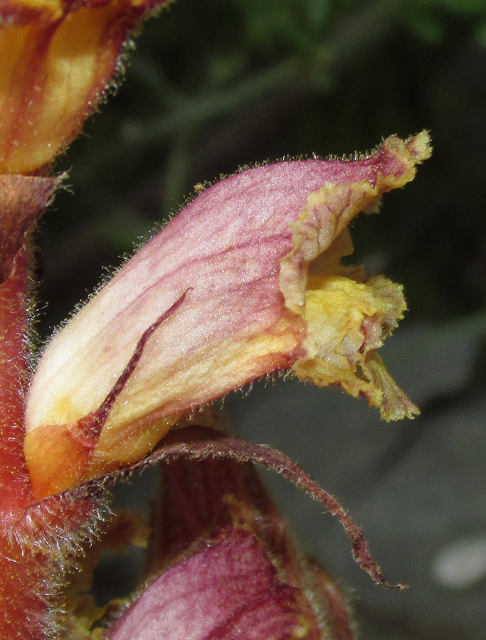 Изображение особи Orobanche laxissima.