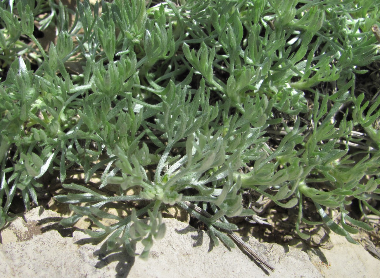 Image of Artemisia caucasica specimen.