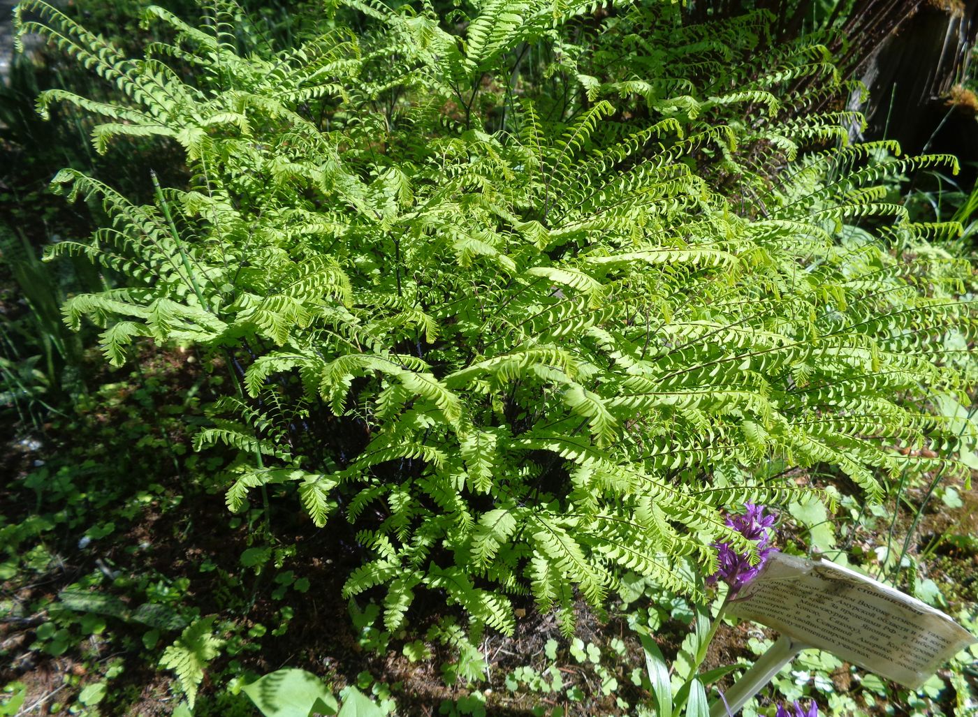 Image of Adiantum pedatum specimen.