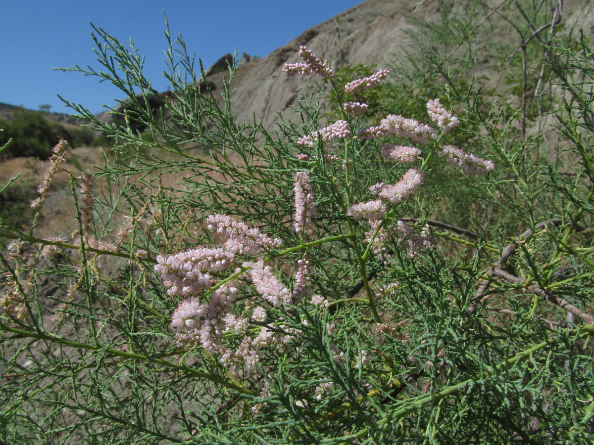 Image of Tamarix ramosissima specimen.