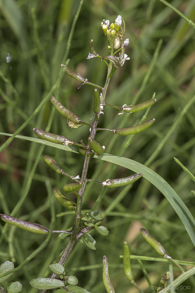 Image of Nasturtium officinale specimen.